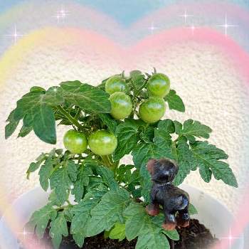 矮性 ミニトマトの画像 by なるみさん | バルコニー/ベランダと地球緑の防衛隊とおうち園芸とｵｹﾂの日と矮性 ミニトマトと花のある暮らし
