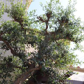オリーブのある暮らしの画像 by なんちゃんさん | エクステリアとグリーンのある暮らしとオリーブの樹とオリーブのある暮らし