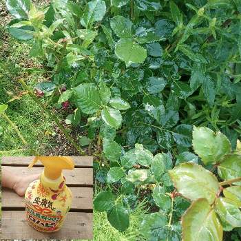 アース製薬の画像 by 悪ノ双子さん | 広い庭とひとてま込めてとロハピとPRとアース製薬とアースガーデン ロハピ