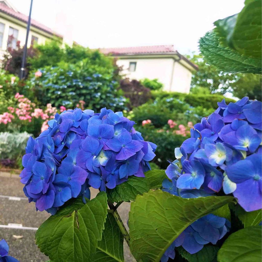 【公式】ガーデンネックレス横浜さんの港の見える丘公園への投稿