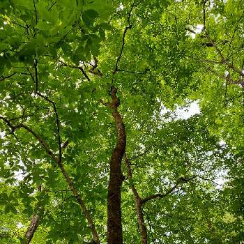 気になる木の画像 by パープルさん | お出かけ先とメグスリノキと日光植物園と目薬の木（メグスリノキ）と気になる木とカエデ科と薬用の木