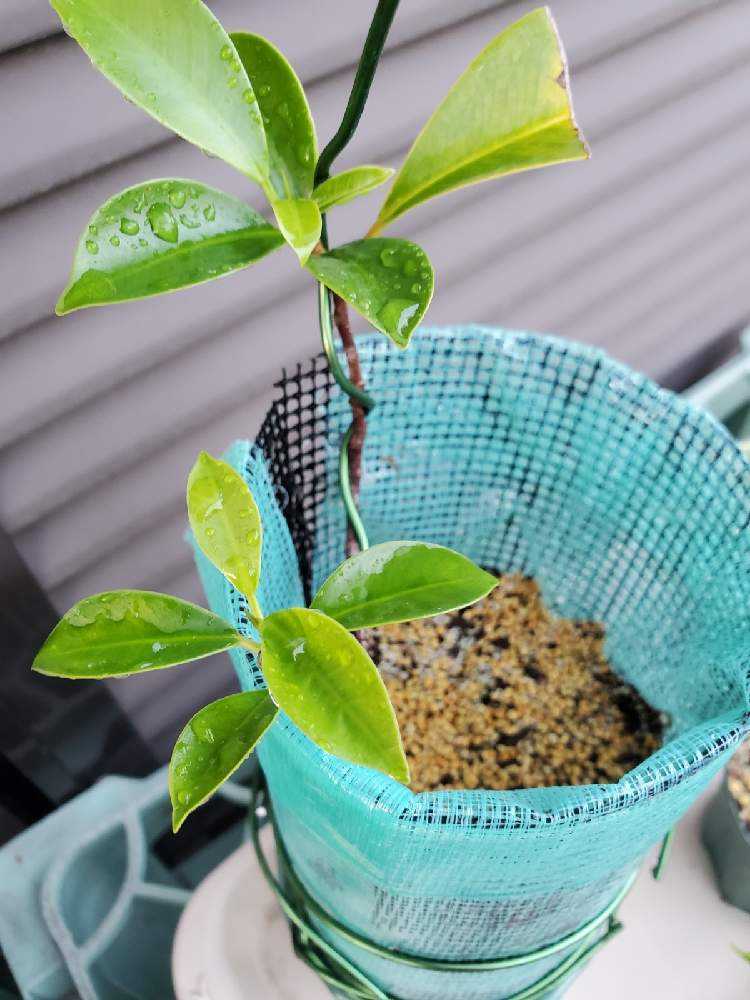 五代目ガジュマルの石付きチャレンジ(我流)(2021.05.31)｜🍀GreenSnap