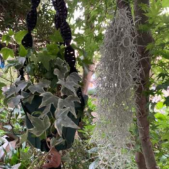 チランジアウスネオイデス の投稿画像一覧 Greensnap グリーンスナップ