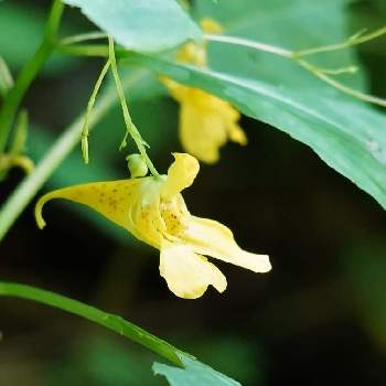 ツリフネソウ科ツリフネソウ属の投稿画像一覧 Greensnap グリーンスナップ