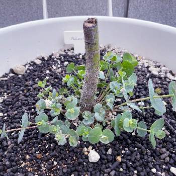 ユーカリ 銀世界 プルベルレンタの投稿画像一覧 Greensnap グリーンスナップ