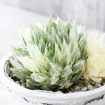 高級ハオルチアの投稿画像一覧 Greensnap グリーンスナップ