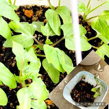 かわいい双葉 の投稿画像一覧 Greensnap グリーンスナップ