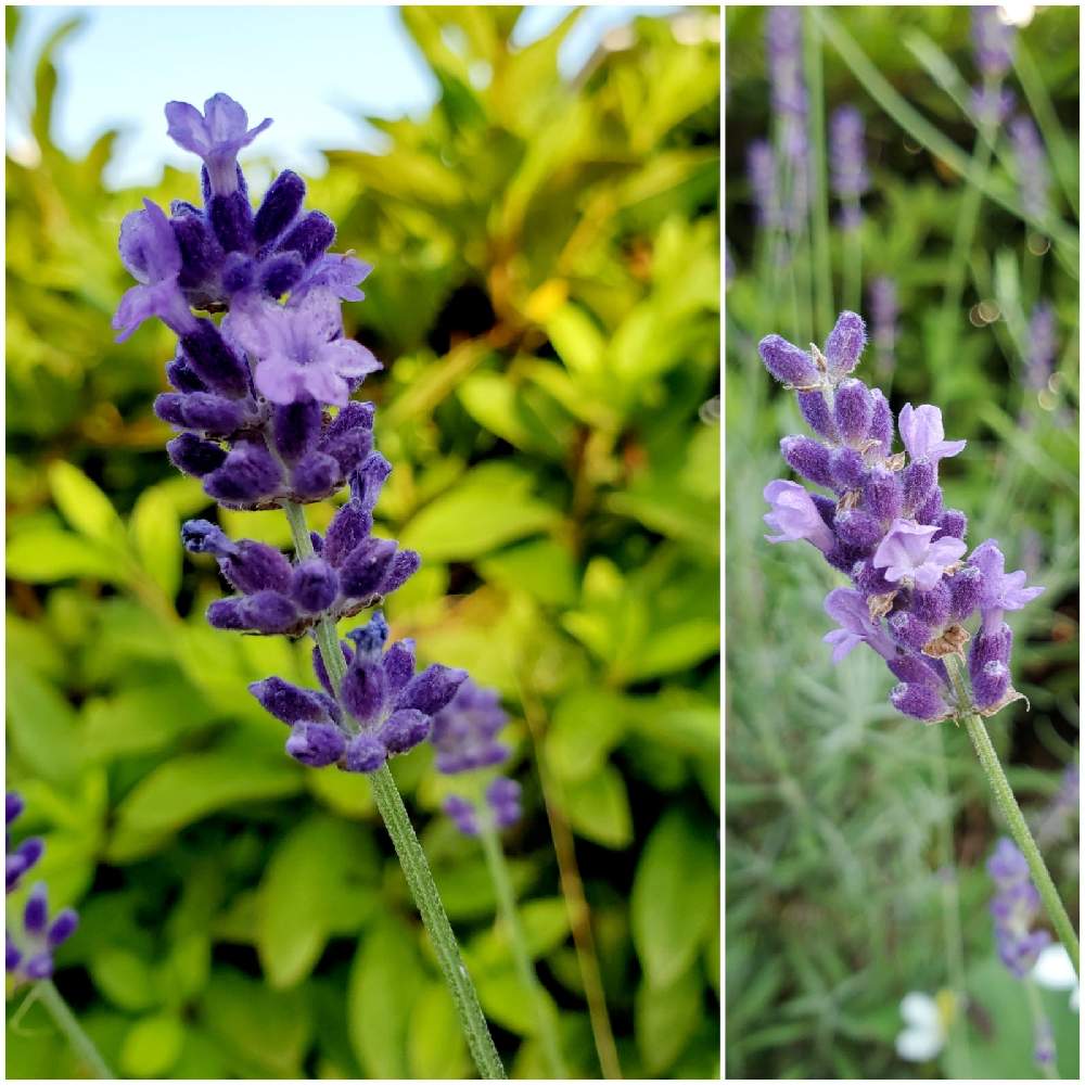 ラベンダーの投稿画像 By 還暦過ぎのばぁーば 旧 秋の空 さん 花散歩とお花に心癒されてとほっ 21月5月31日 Greensnap グリーンスナップ