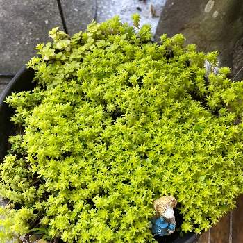 セダム ミモザの投稿画像一覧 Greensnap グリーンスナップ