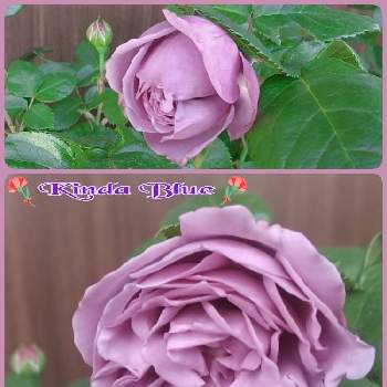 るっち*紫のお花✡️の画像 by るっちさん | 小さな庭とカインダブルーとバラ初心者とるっち*紫のお花✡️とるっち*バラとロザリアンへの道とるっち*ｻﾝｸｽ❣️