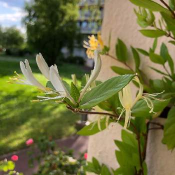 蔓が好きの画像 by ちえぼんさん | バルコニー/ベランダとスイカズラと春の風景と可愛い花と蔓が好きと花のある暮らしと白い花