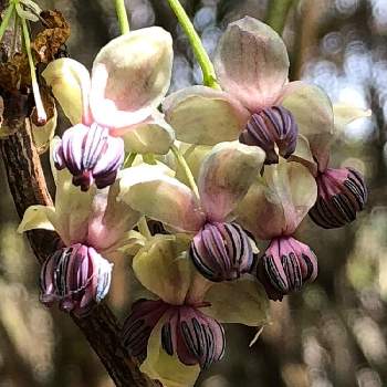 アケビの花の投稿画像一覧 Greensnap グリーンスナップ