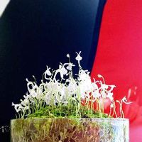 ウサギゴケ うさぎ苔 の育て方 日当たりや水やりの加減は Greensnap グリーンスナップ ウサギゴケ うさぎ苔 の育て方 日当たりや水やりの加減は Greensnap グリーンスナップ