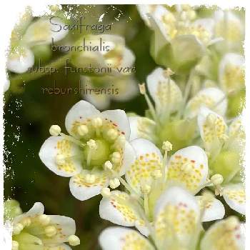 シコタンソウの画像 by のえるママさん | 小さな庭とシコタンソウと戸外越冬とありがとう♡と可愛い❤とin札幌とin北海道と花のある暮らしと白い花と小さな花とかわいいな♡とiPhone撮影