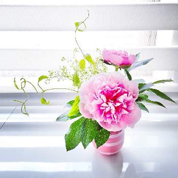 オマジオの画像 by ＊ KL ＊さん | 窓辺と芍薬とWEEKEND FLOWERと#Weekendflowerとオマジオと花が咲いたよ！とチェリー ピンクとアレンジメントとふんわりと花のある暮らし