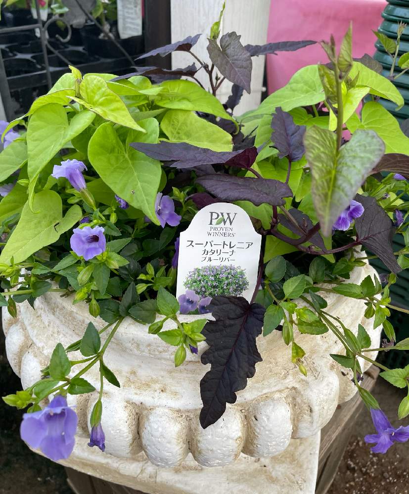 スーパートレニア カタリーナブルーリバーの投稿画像 By キャンディータフトさん ラトゥールと小さな庭と寄せ植え とつる性植物と花のある暮らしと色にこだわると寄せ植えとつる性植物と花のある暮らしと色にこだわる 21月6月1日 Greensnap グリーンスナップ