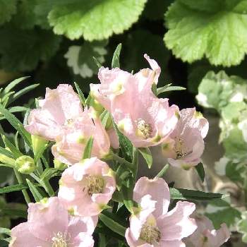 デルフィニウムシェルピンクの投稿画像一覧 Greensnap グリーンスナップ