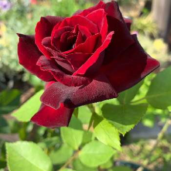 庭の薔薇の画像 by anne♪さん | 広い庭と薔薇　黒真珠と深い色と鉢の薔薇とベルベットレッドと可愛い♥️と癒されると庭の薔薇と赤い花といい香りと剣弁と四季咲バラと＃バラ