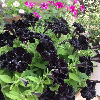 ペチュニア 黒之瀬戸の投稿画像一覧 Greensnap グリーンスナップ