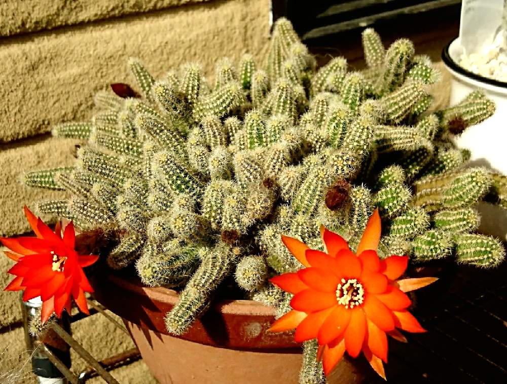 白檀 紐サボテンの投稿画像 By さらりんさん 多肉植物とサボテン とキュンキュン と多肉女子とタニラーと癒される と美しすぎる と可愛い 21月6月1日 Greensnap グリーンスナップ