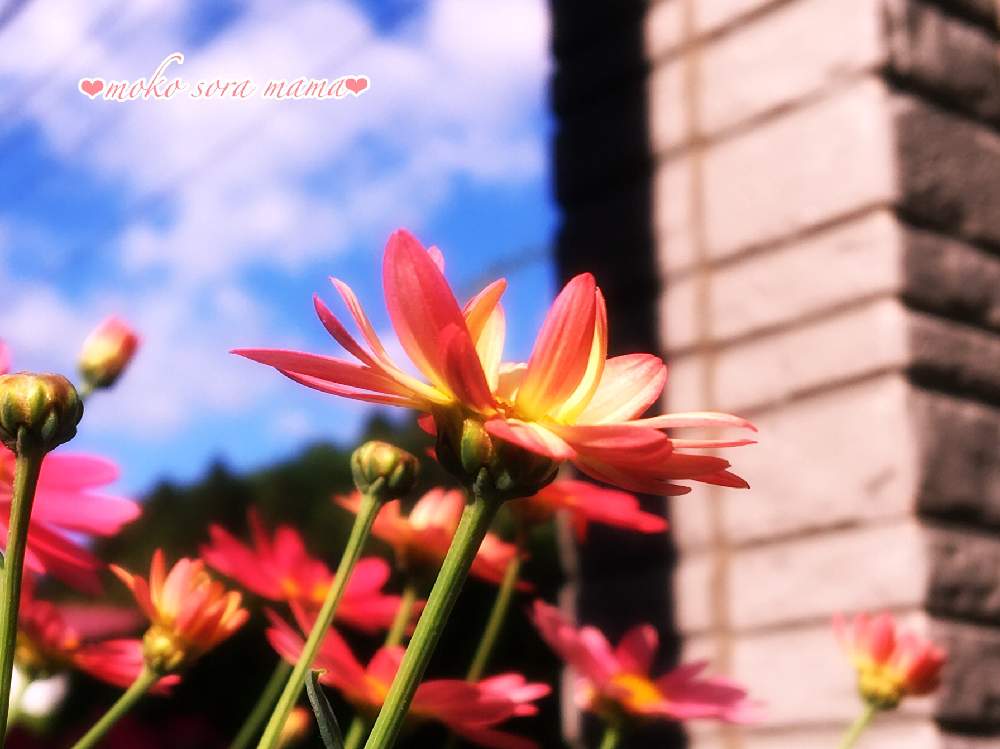 玄関の画像 by モコママさん | 玄関とマーガレットシンプリーコーラルと山形と癒しの空間と可愛い〜♡と爽やか〜とピンク色の花と朝日に輝くと朝日に輝く❣️とお気に入りの鉢と植物_2021