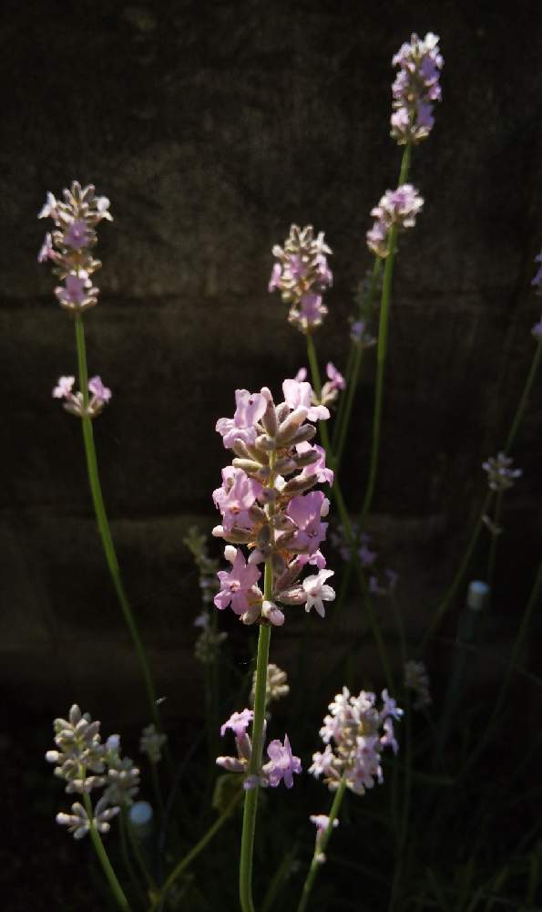 イングリッシュラベンダーの投稿画像 By Rocoさん 21月6月1日 Greensnap グリーンスナップ