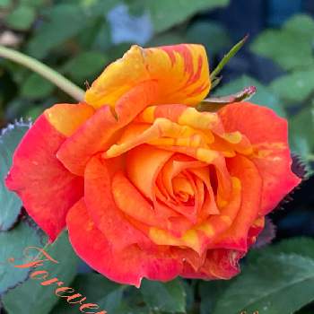 ミニバラ フォーエバーの画像 by ひみつのアッコちゃんさん | お出かけ先とミニバラ フォーエバーと可愛い花と美しい花と元気な花と薔薇のある喜びと大好きな花と花を見る喜びと私のお気に入り