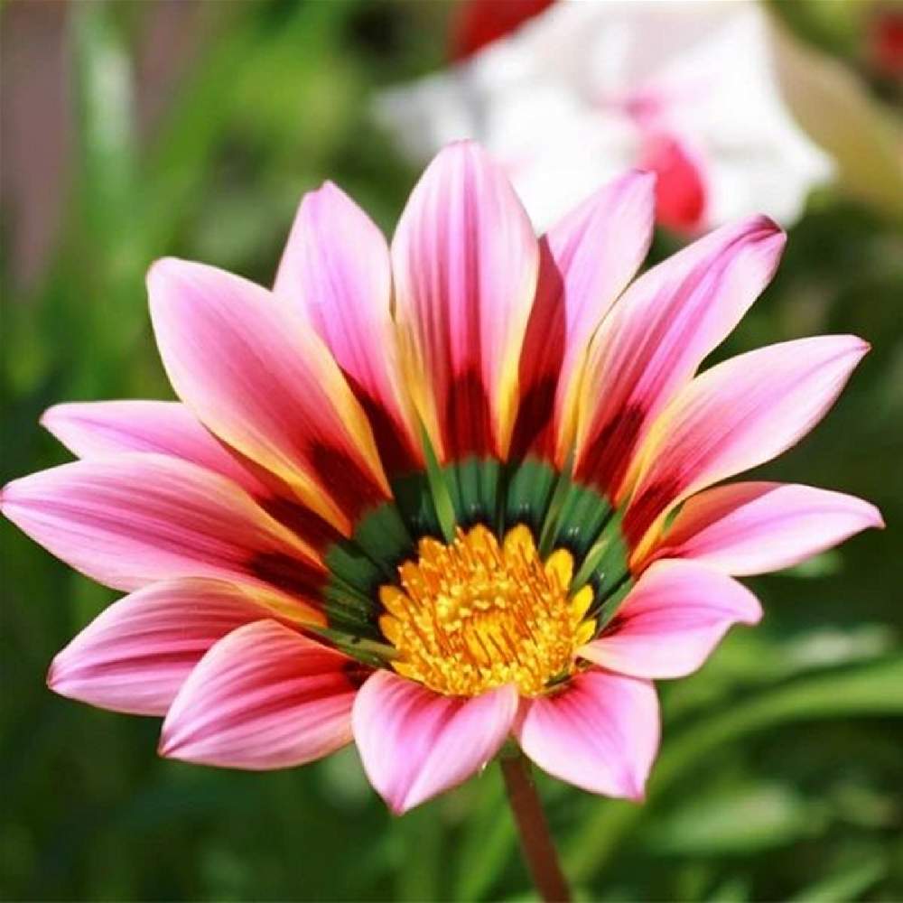 ガザニアの投稿画像 By Kagraさん ピンクの花と花壇と可愛い花と綺麗な花とガーデニングと花のある暮らし 21月6月1日 Greensnap グリーンスナップ