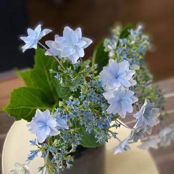 花びら沢山の投稿画像一覧 Greensnap グリーンスナップ