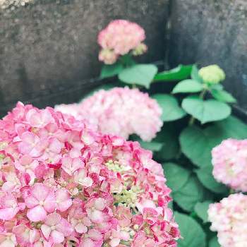 ピンクアナベル２の画像 by いちごみるくさん | 車庫とピンクアナベル２とアメリカあじさいとあじさいと鉢植えと梅雨に負けないとおうち園芸とＰＷと小さな小さな庭