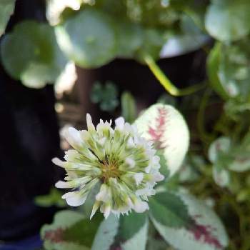 クローバーのお花の画像 by ナミママさん | 小さな庭と癒やされますねとありがとう❤️とキレイ☆とおうち園芸と花に魅せられてと嬉しいなあ♡とガーデニングとクローバーのお花と花のある暮らし
