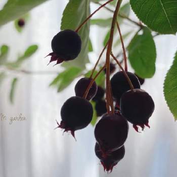 ジューンベリーの赤い実の投稿画像一覧 Greensnap グリーンスナップ