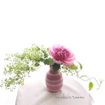 オマジオの画像 by kukkaさん | 部屋とシャクヤクとリキュウソウとアルケミラロブスターと芍薬　エッジドサーモンとWEEKEND FLOWERと逆光とケーラーとピンクの花と癒しと切り花を楽しむとピンク❤︎ピンクと季節の花と花瓶と花を飾るとオマジオときれいな草花と穏やかな心とナチュラルスタイルと花のある暮らしと切り花ときれいな葉っぱ