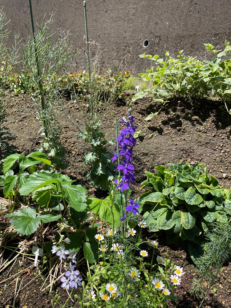 アジュガの投稿画像 By けんけんさん 21月6月1日 Greensnap グリーンスナップ