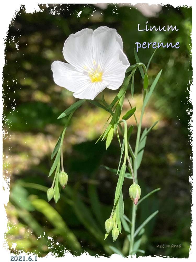 宿根アマの投稿画像 By のえるママさん ペレニアルフラックスとリナム ペレンネと小さな庭と戸外越冬とありがとう と可愛い とin札幌とin北海道と花のある暮らしと白い花と小さな花とかわいいな とiphone撮影と戸外越冬とありがとう と可愛い とin札幌とin北海道と