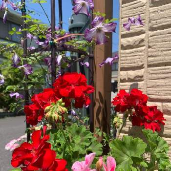 クレマチス アイアムレディJの画像 by buchiさん | 小さな庭とクレマチスとゼラニウムとクレマチス アイアムレディJとゼラニウム ショーケース ピンクシズルとゼラニウム カリオペ ダークレッドとお花を楽しむと初夏の花たちとGS映えといい感じ♪♪とGS日和と初夏の庭と今日の一枚と緑のある暮らしと今日のお庭と真っ赤な火曜日と花のある暮らしとわれら17年組