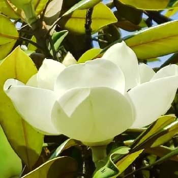 白い大きな花の投稿画像一覧 Greensnap グリーンスナップ