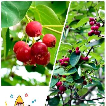 季節の果物の投稿画像一覧 Greensnap グリーンスナップ