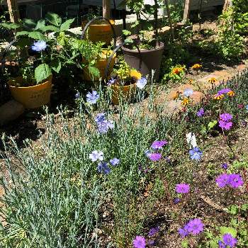 宿根アマの投稿画像一覧 Greensnap グリーンスナップ