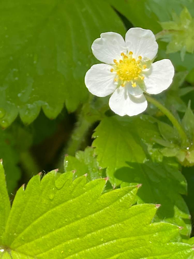 イチゴの花の投稿画像 By やさしささん ワイルドストロベリーとハーブ 21月6月1日 Greensnap グリーンスナップ