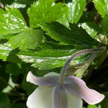 アネモネ ワイルドスワンの投稿画像一覧 Greensnap グリーンスナップ