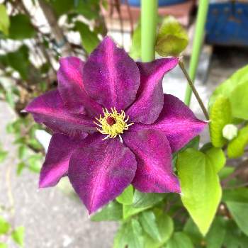 北海道クレマチスの会の投稿画像一覧 Greensnap グリーンスナップ