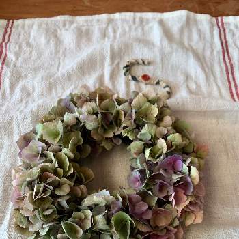 紫陽花リースの投稿画像一覧 Greensnap グリーンスナップ