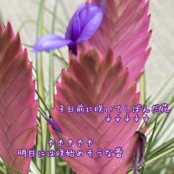 チランドシアの画像 by Kabeyamaさん | 階段/廊下とチランドシアと観葉植物と咲いた！と今日の一枚