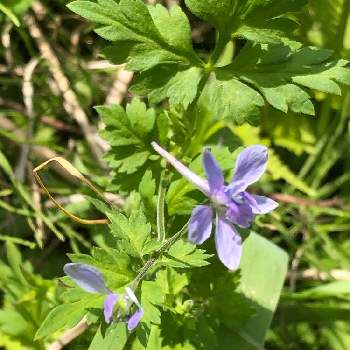 セリバヒエンソウ 芹葉飛燕草 の投稿画像一覧 Greensnap グリーンスナップ