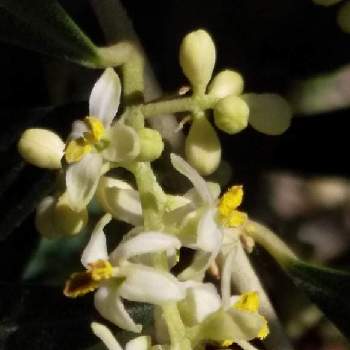 オリーブ花の投稿画像一覧 Greensnap グリーンスナップ