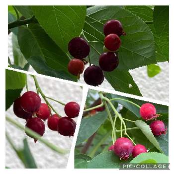 ジューンベリーの赤い実の投稿画像一覧 Greensnap グリーンスナップ