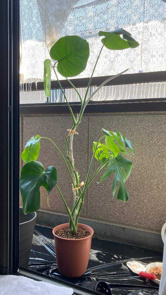 モンステラ2本立ち このモンステラ(2株)はふたつに分けて植えかえた方が良いでしょ