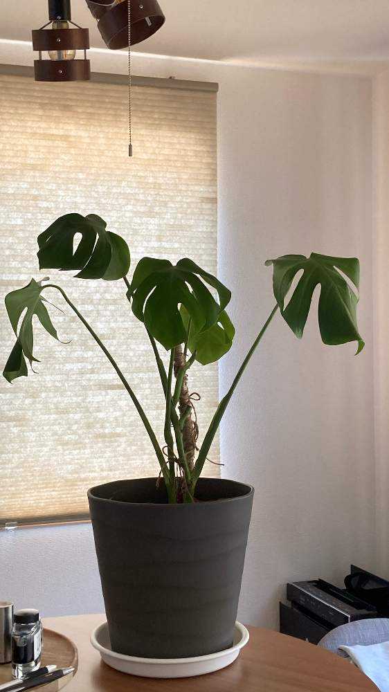 2株植っている徒長モンステラを剪定する Greensnap グリーンスナップ