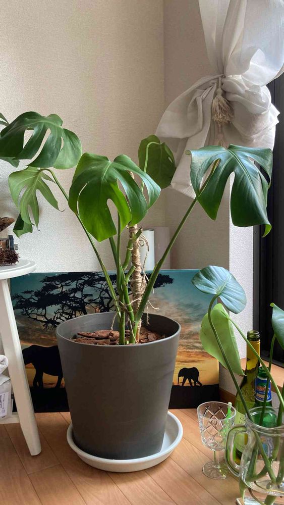 2株植っている徒長モンステラを剪定する｜?GreenSnap（グリーンスナップ）